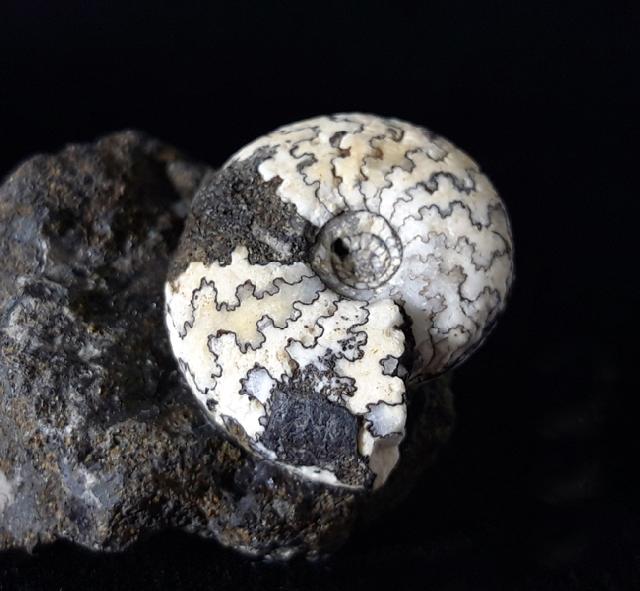 Craspedites nodiger (EICHWALD 1865) - Bild © FossNet FossilienStore